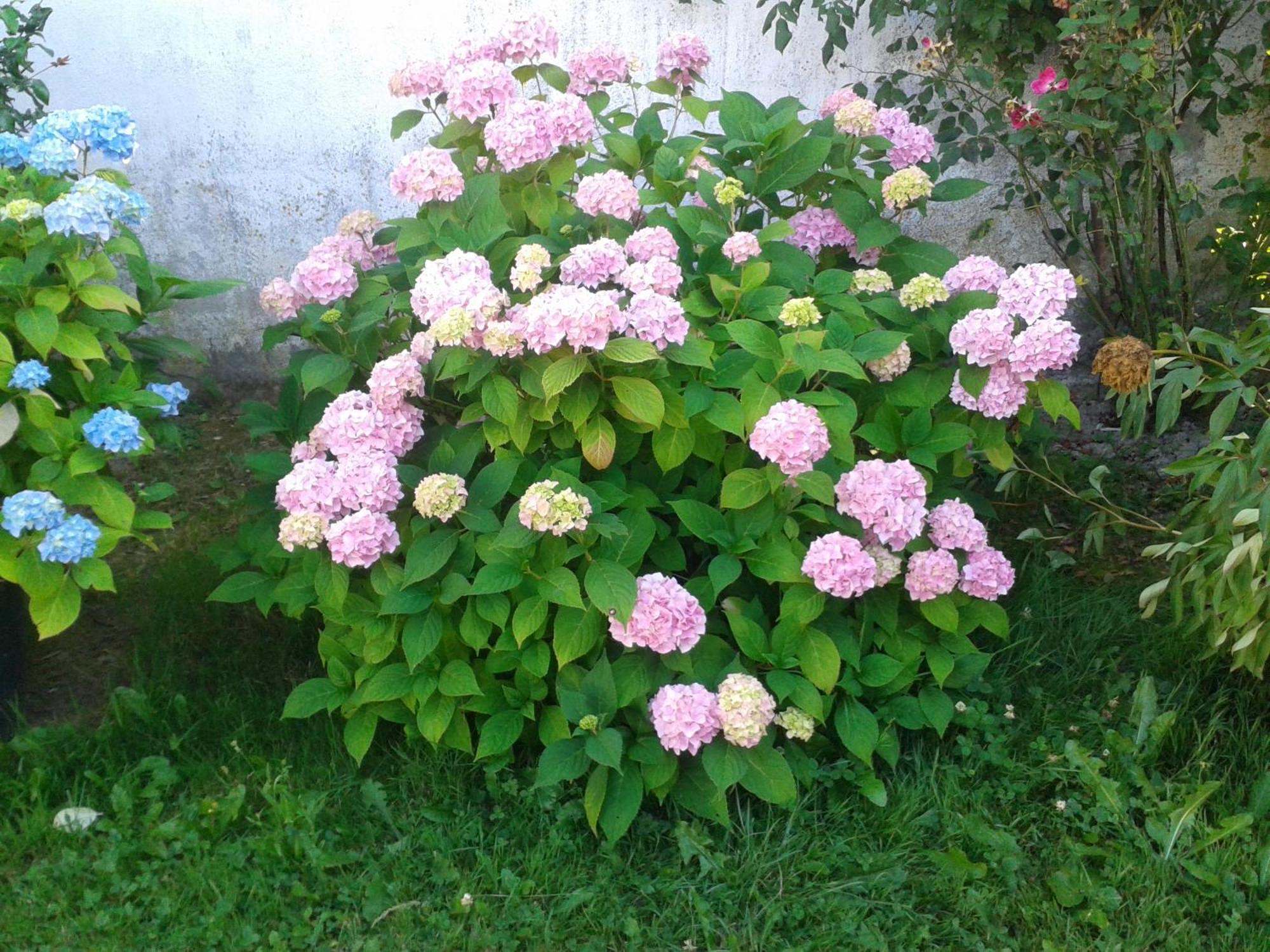 Casa Rural Oihan - Eder Apartment Espinal-Auzperri Екстериор снимка